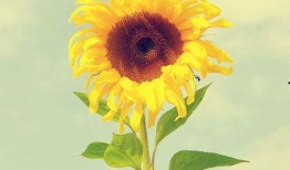 葵花皮肤爆料视频下载最新,视觉盛宴，探索神秘力量